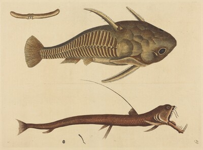 The Viper-mouth (Silurus cataphractus)