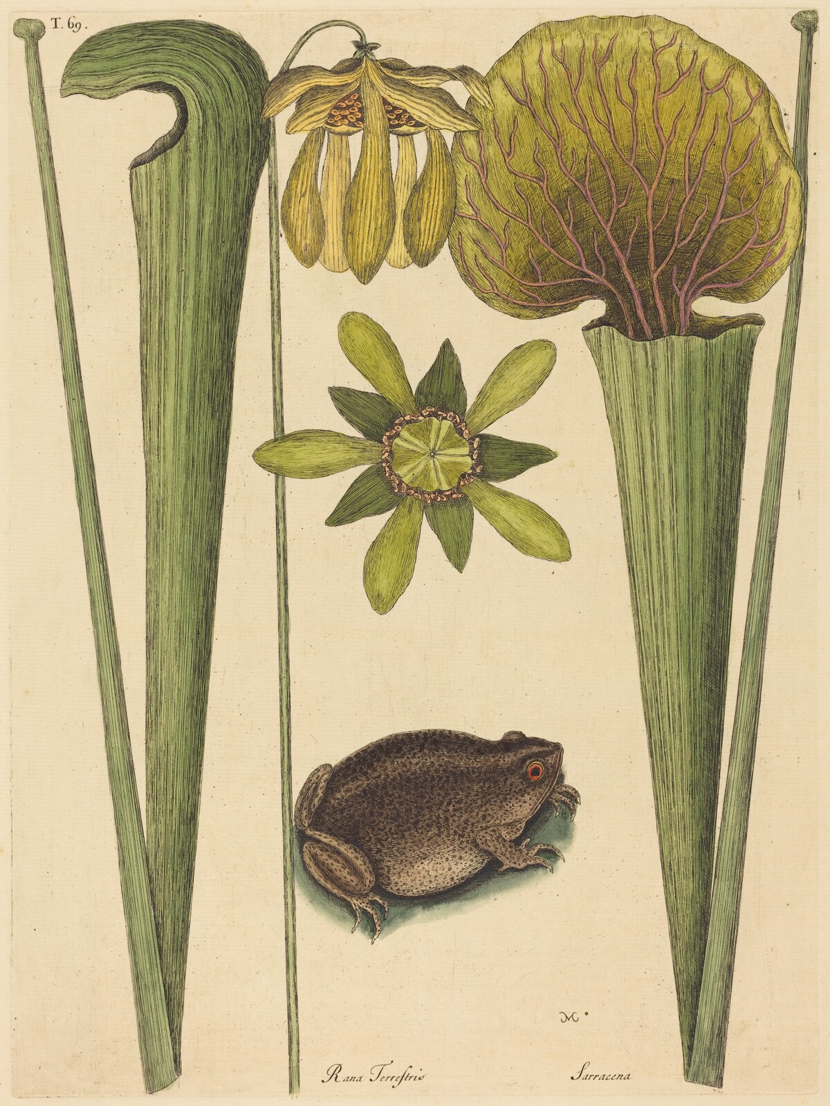 The Land Frog (Rana) by Mark Catesby