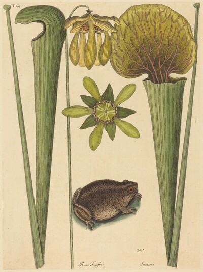 The Land Frog (Rana)