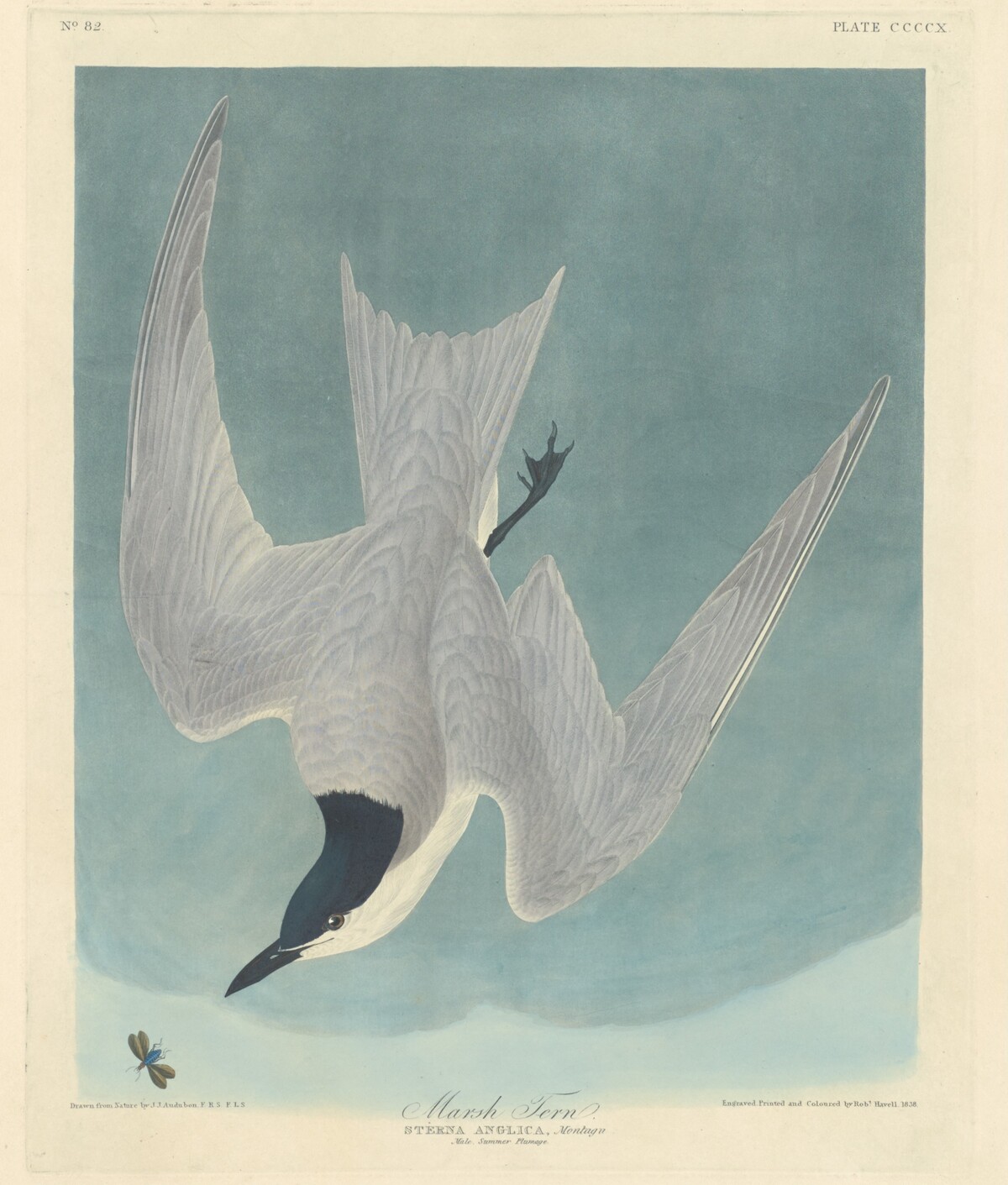 Marsh Tern by Robert Havell after John James Audubon