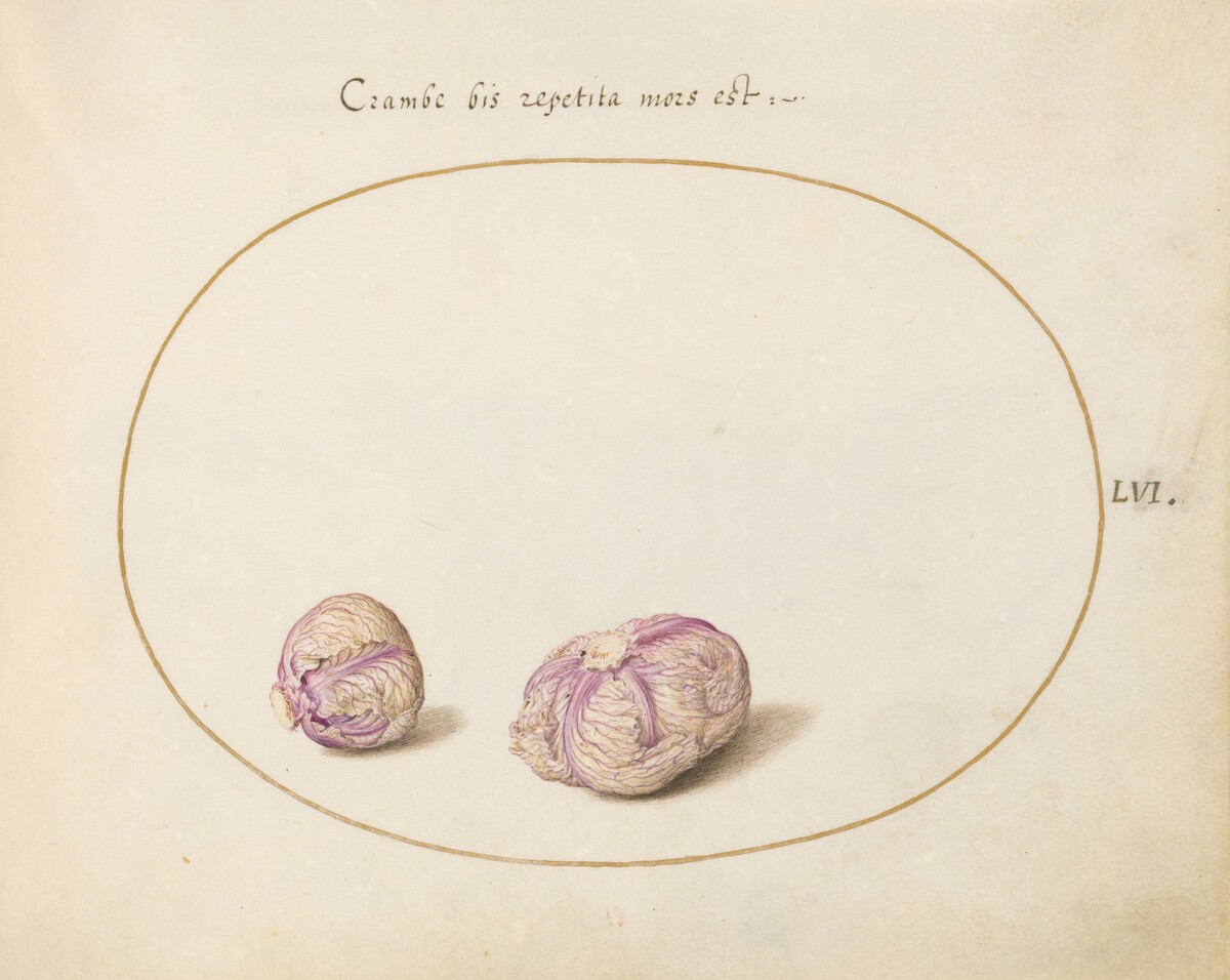 Plate 56: Two Heads of Cabbage by Joris Hoefnagel
