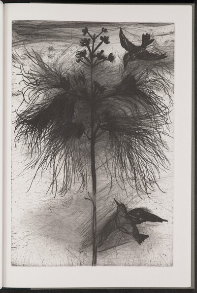 Powder-Puff Tree