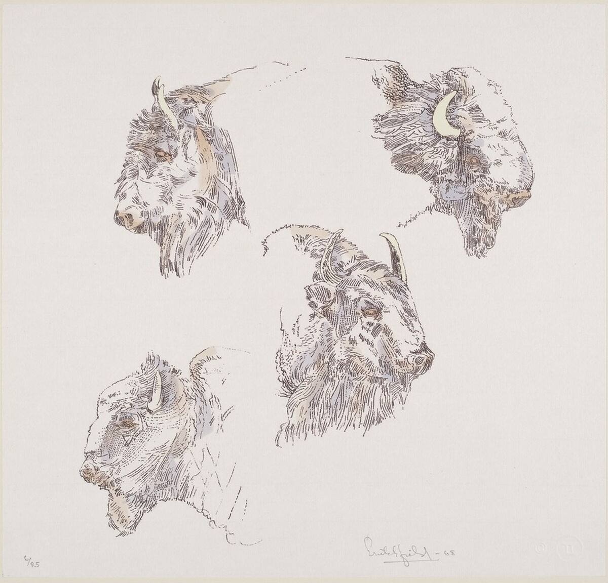 Buffalo Heads by William Crutchfield