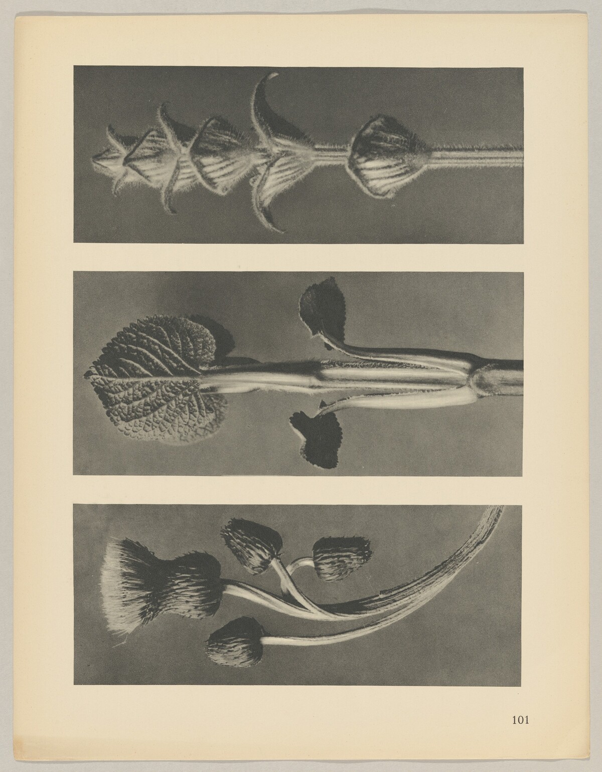 a Cirsium canum; b Phlomis umbrosa; c salvia by Karl Blossfeldt