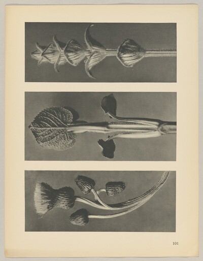 a Cirsium canum; b Phlomis umbrosa; c salvia