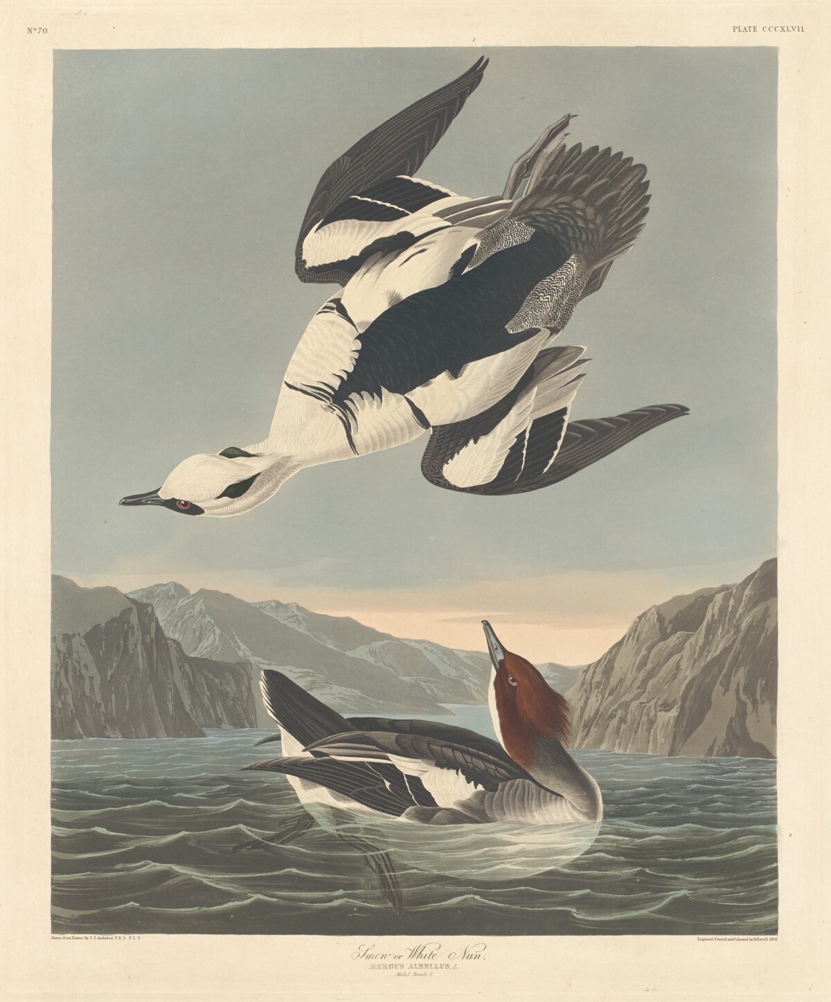 Smew or White Nun by Robert Havell after John James Audubon