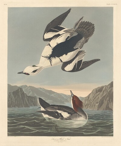 Smew or White Nun