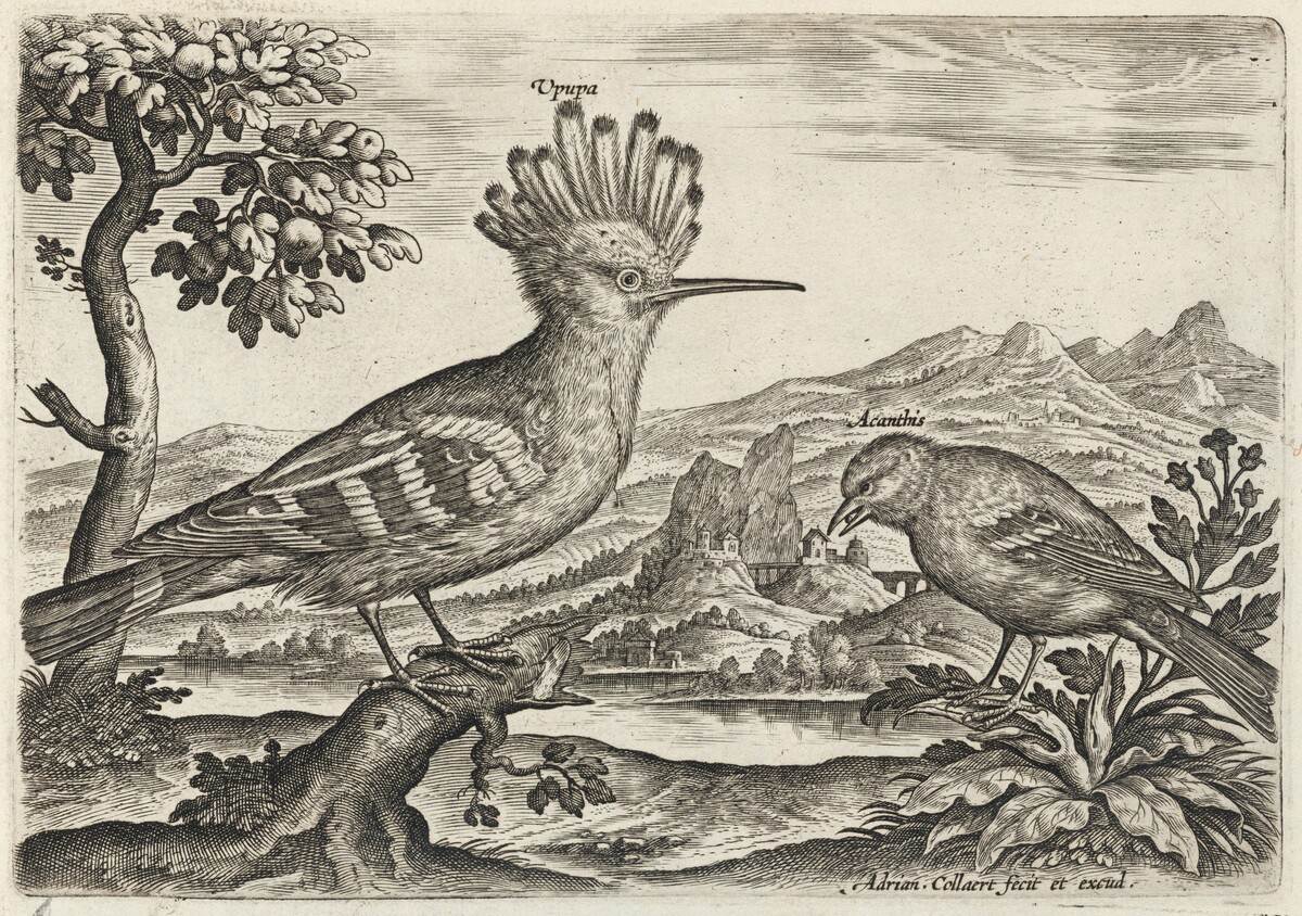 Hoopoe and Linnet by Adriaen Collaert