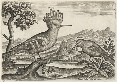 Hoopoe and Linnet