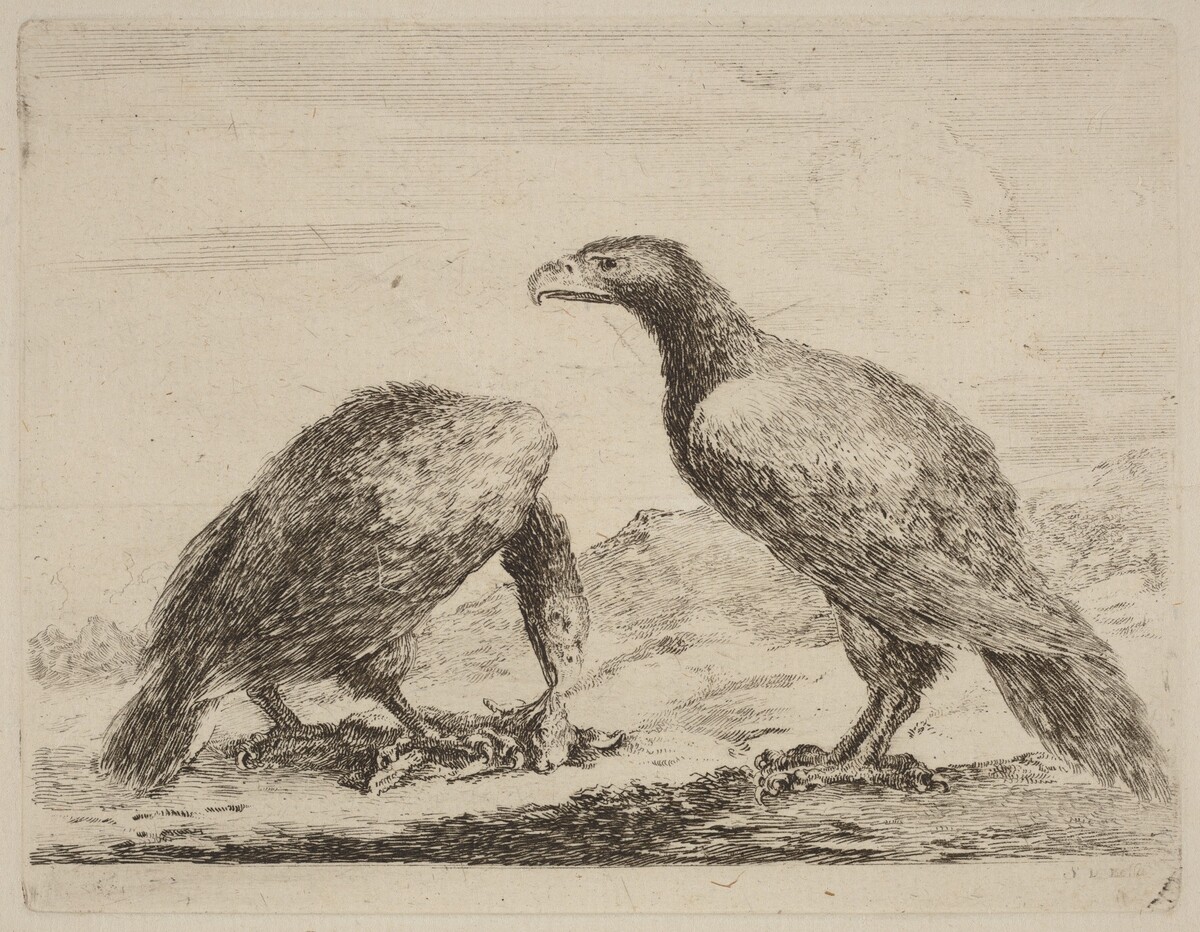 Two Eagles, One Eating a Small Lamb by Stefano Della Bella