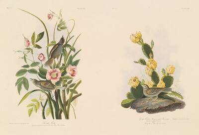 Seaside Finch; and Grafs Finch or Bay-Winged Bunting
