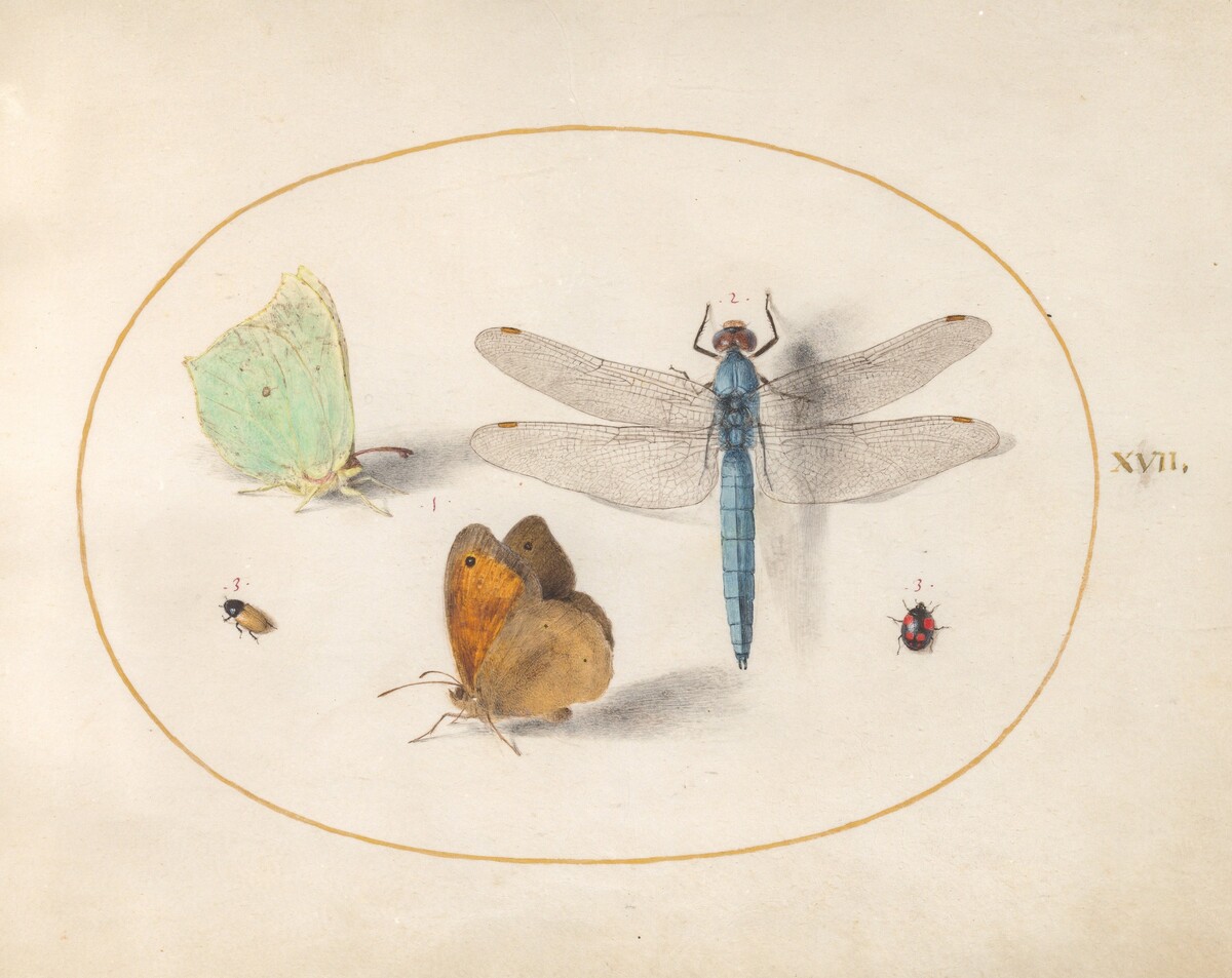 Plate 17: Brimstone and Meadow Brown(?) Butterflies, a Blue Chaser, and Two Small Insects by Joris Hoefnagel