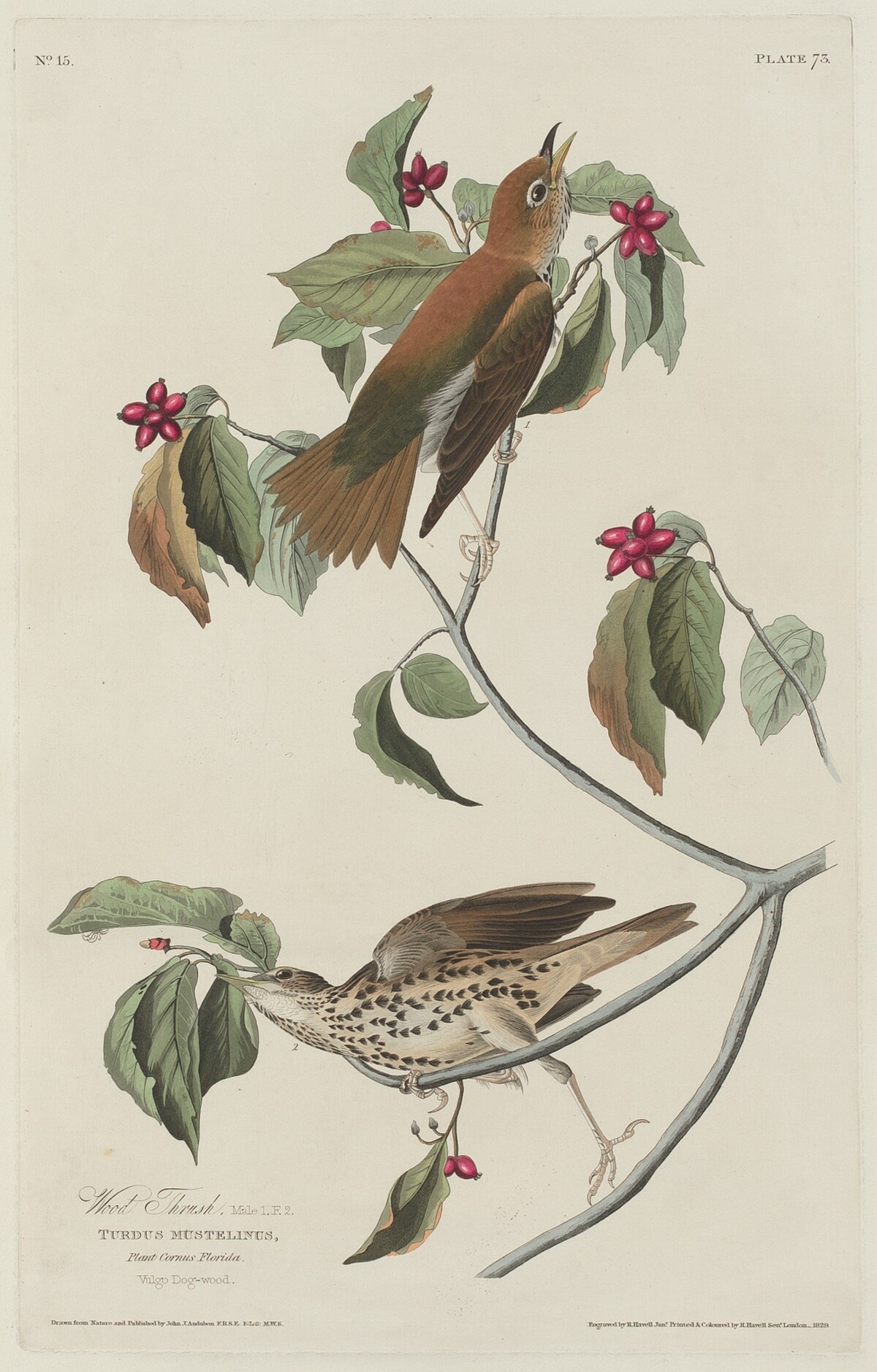 Wood Thrush by Robert Havell after John James Audubon