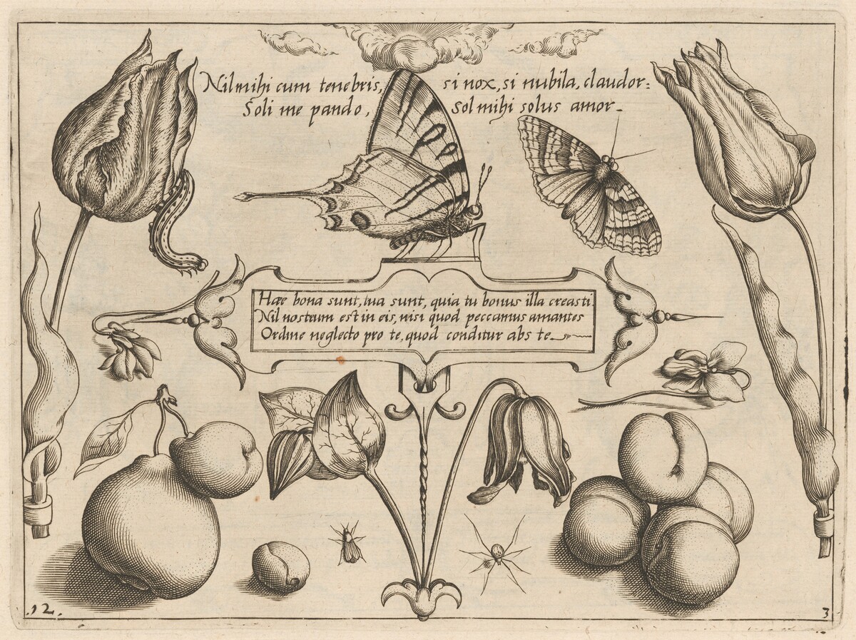 Archetypa studiaque patris Georgii Hoefnagelii [Part 3, Plate 12] by Jacob Hoefnagel after Joris Hoefnagel