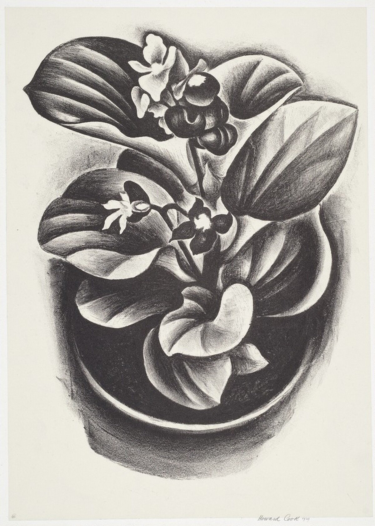 Begonia by Howard Cook