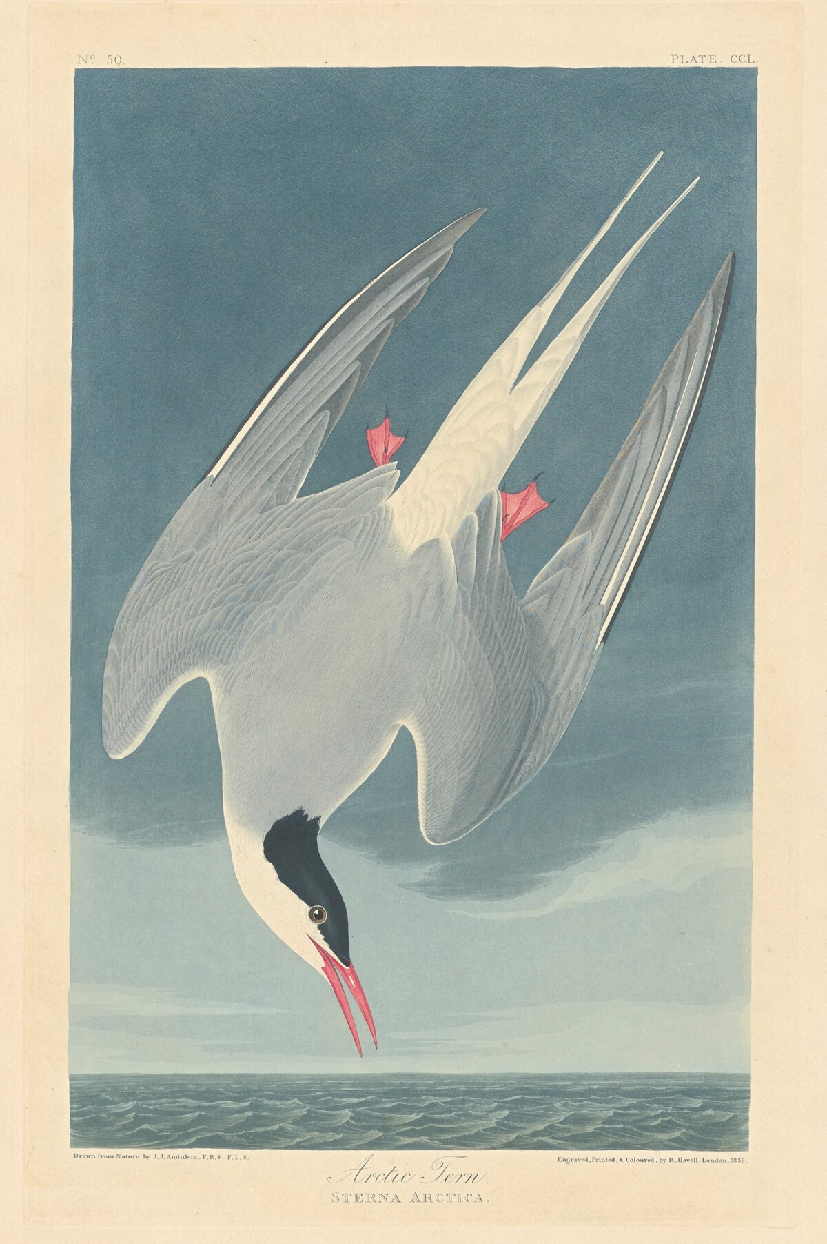 Arctic Tern by Robert Havell after John James Audubon