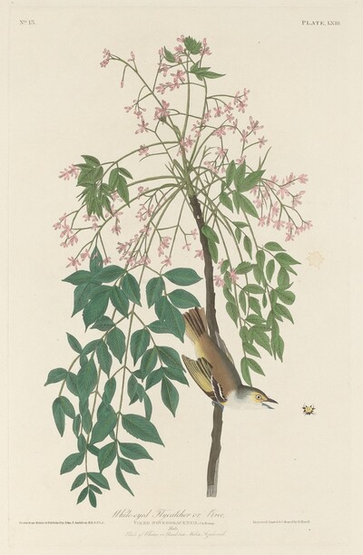 White-eyed Fly Catcher