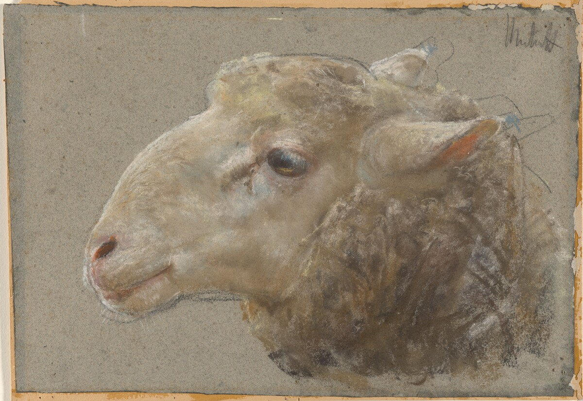 Head of a Sheep by Francesco Paolo Michetti