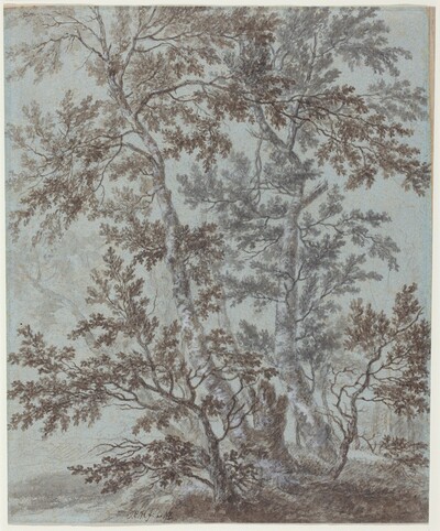 A Stand of Birch Trees