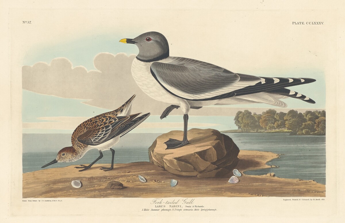 Fork-tailed Gull by Robert Havell after John James Audubon