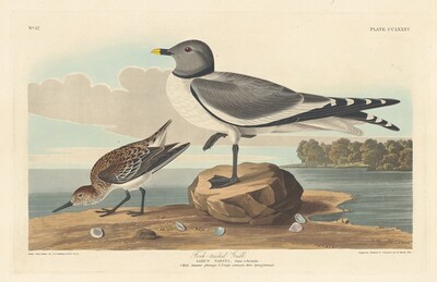 Fork-tailed Gull