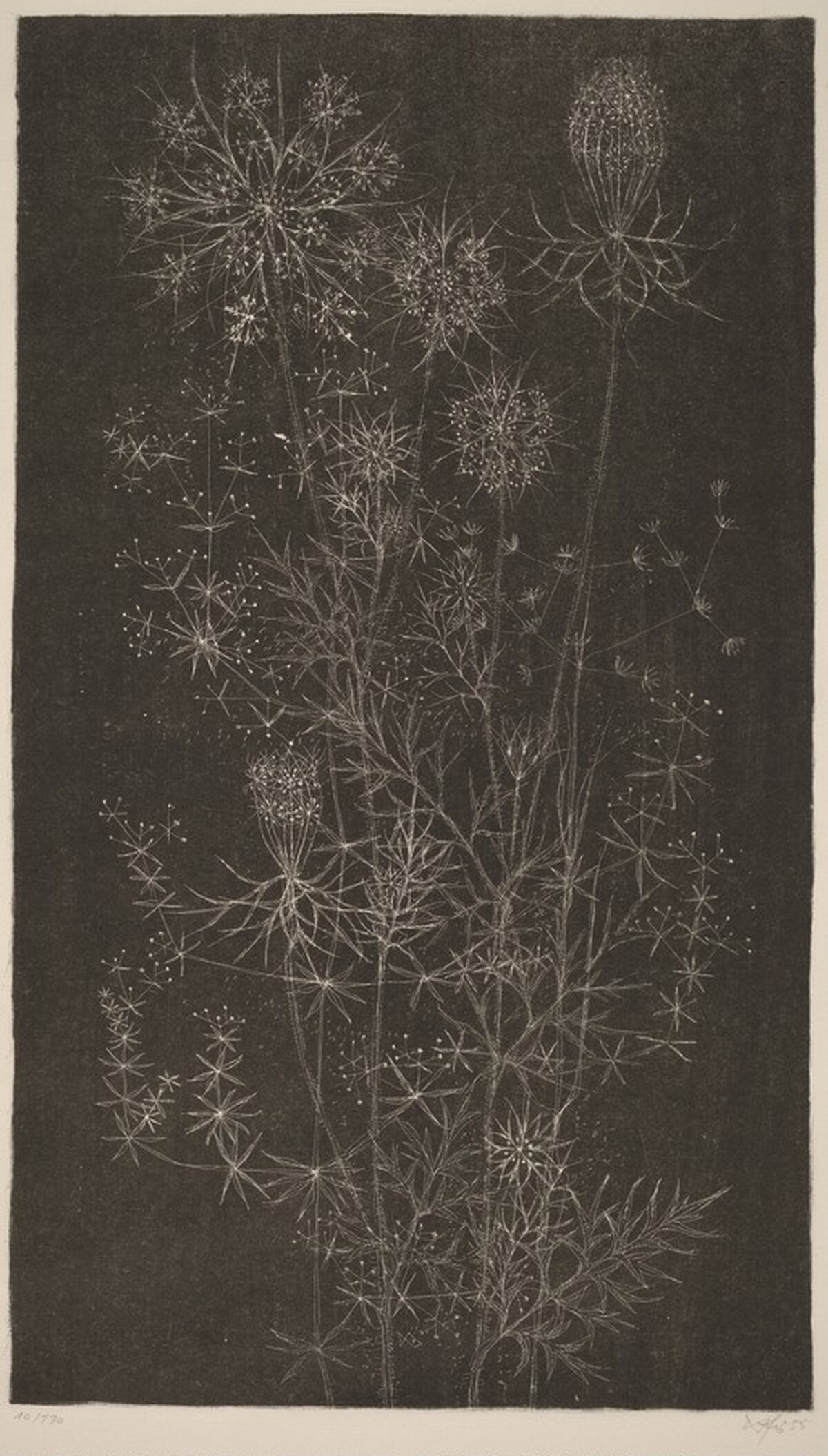 Flowers and Grasses by Hans Fischer