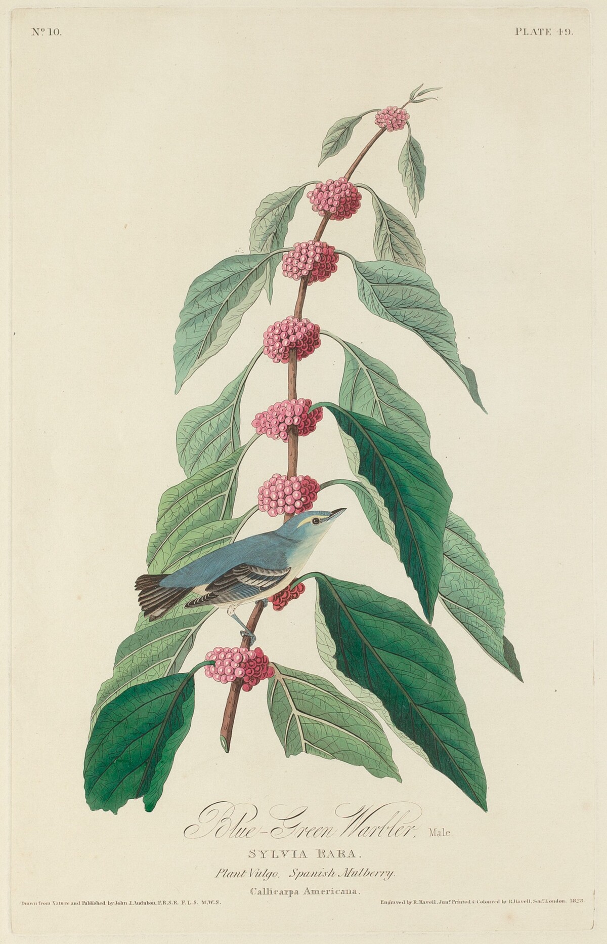 Blue-green Warbler by Robert Havell after John James Audubon