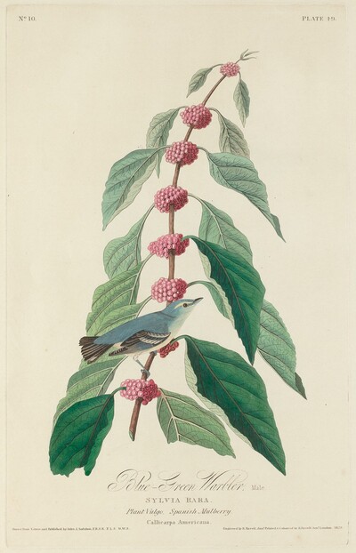 Blue-green Warbler