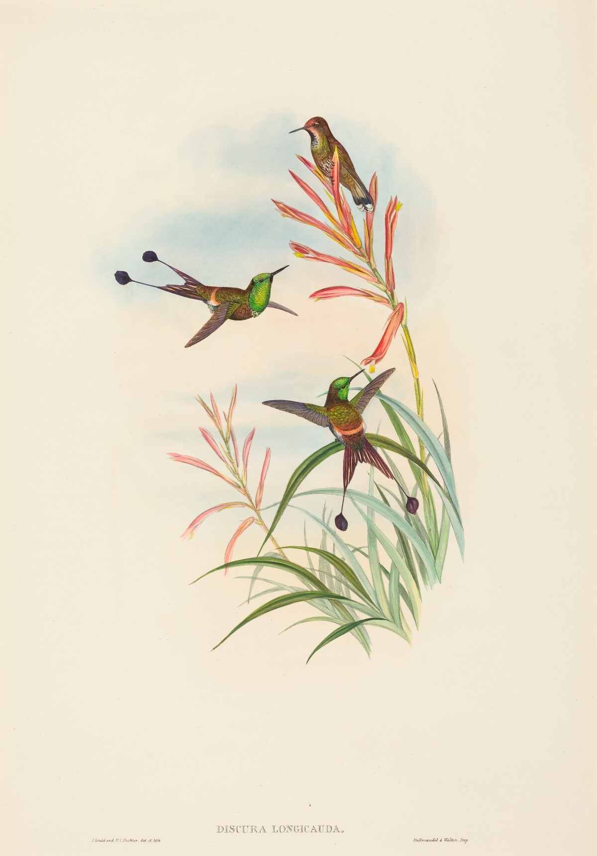 Discura longicauda (Racket-Tail) by John Gould and H.C. Richter
