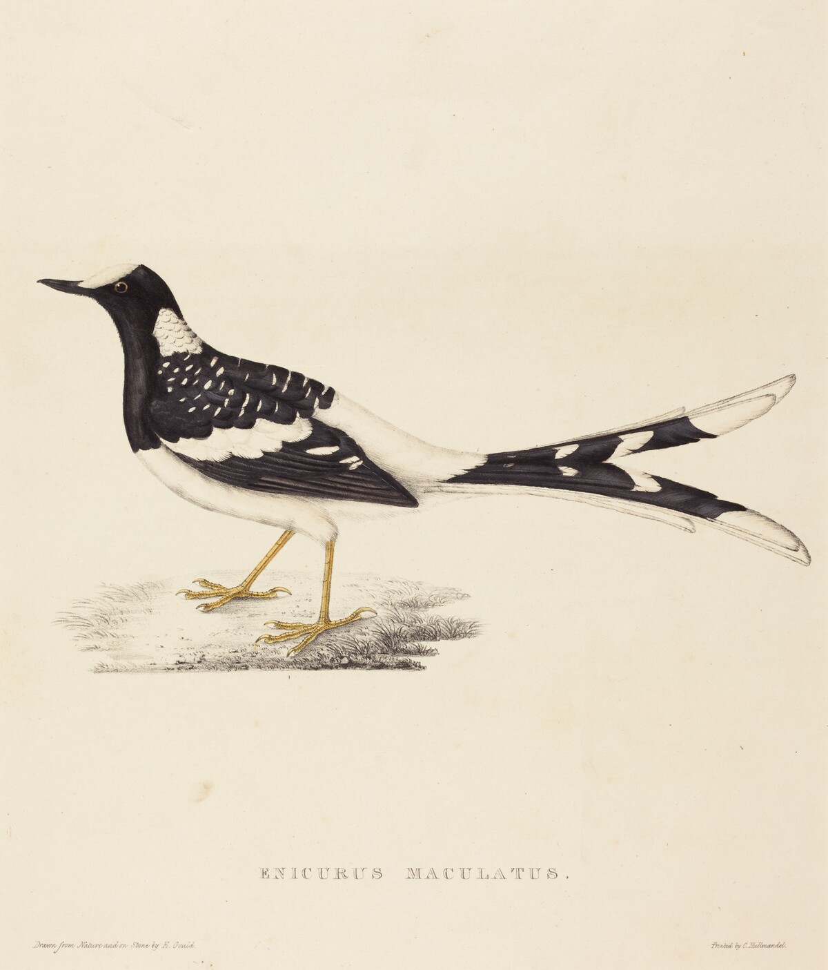 Enicurus Maculatus (Spotted Forktail) by Elizabeth Gould