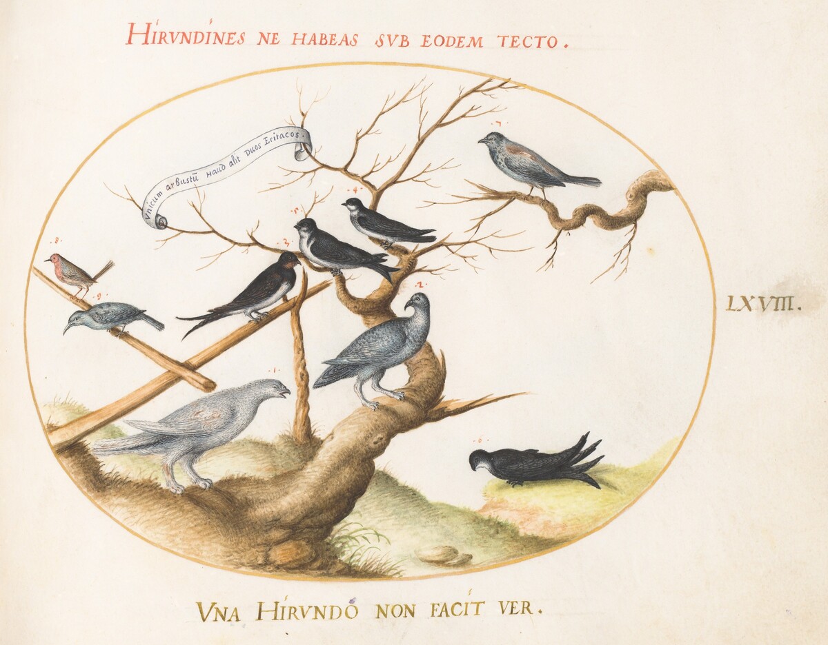 Plate 68: A Ptarmigan, Swallows, and Other Birds by Joris Hoefnagel