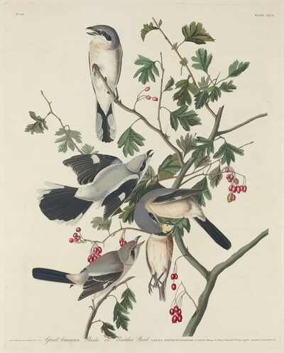 Great American Shrike or Butcher Bird