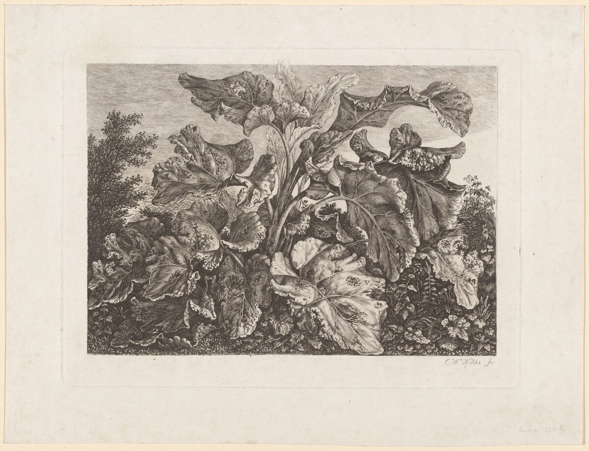 Plant Study with Burdock by Carl Wilhelm Kolbe