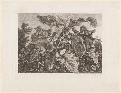 Plant Study with Burdock