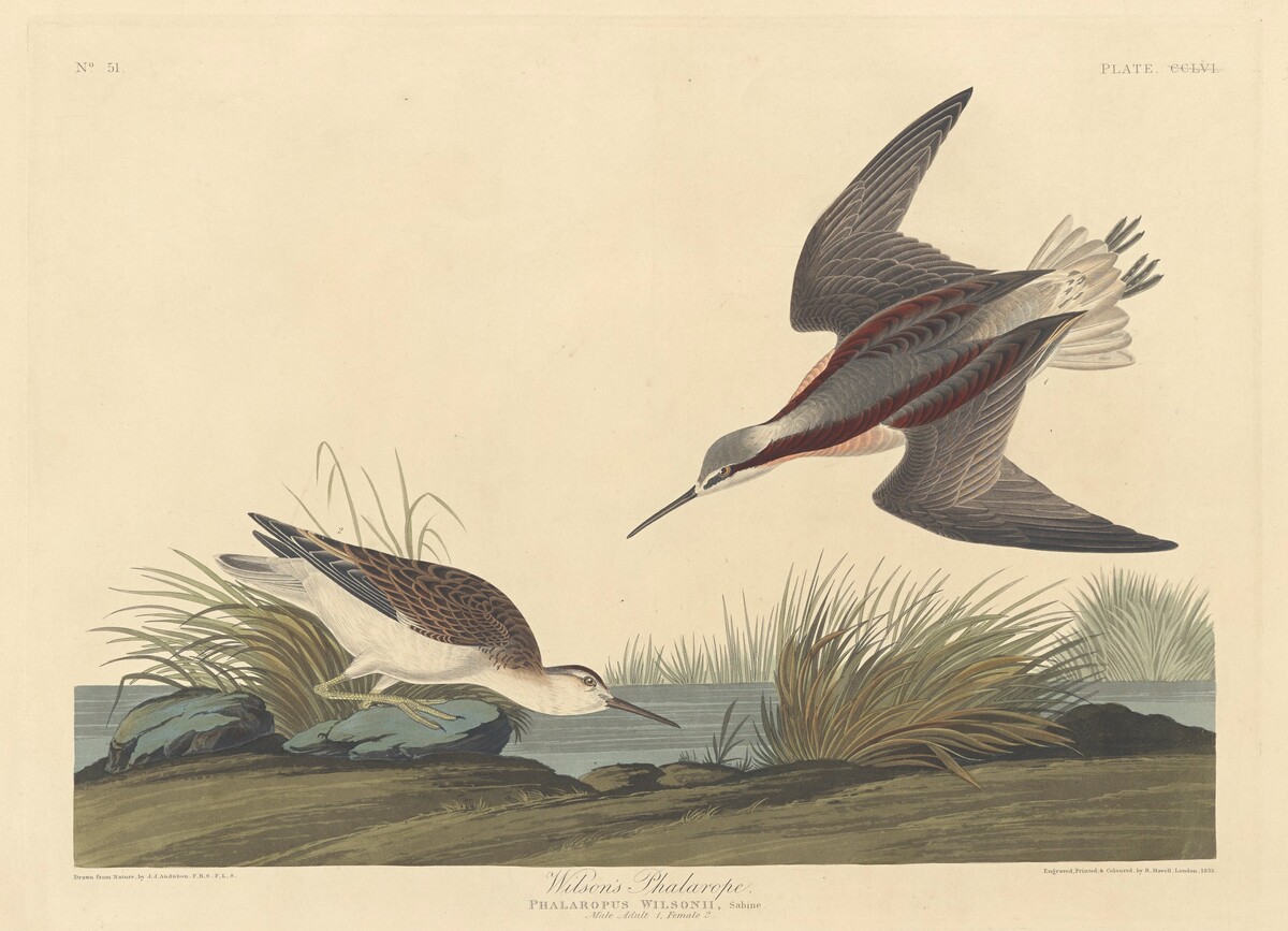 Wilson's Phalarope by Robert Havell after John James Audubon