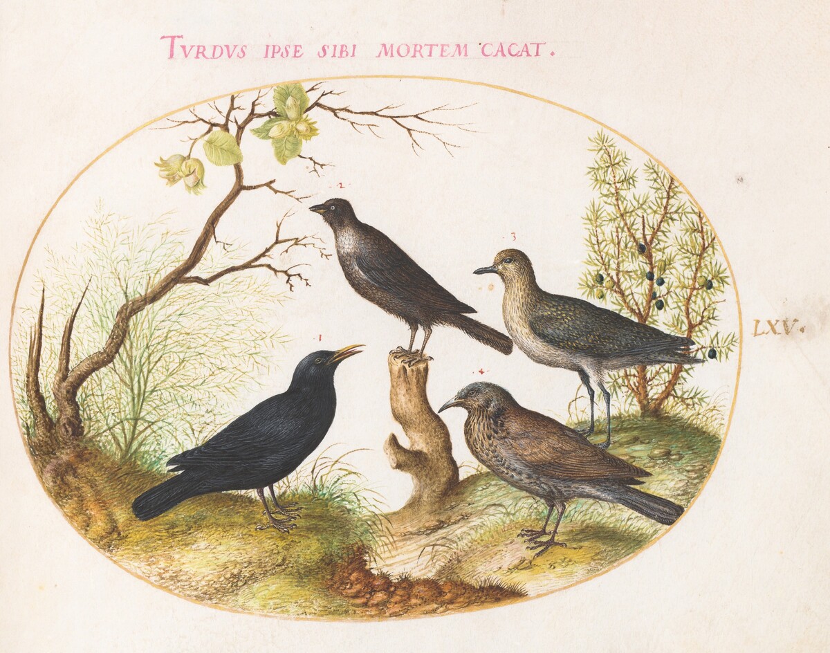 Plate 65: Thrushes and Other Birds by Joris Hoefnagel