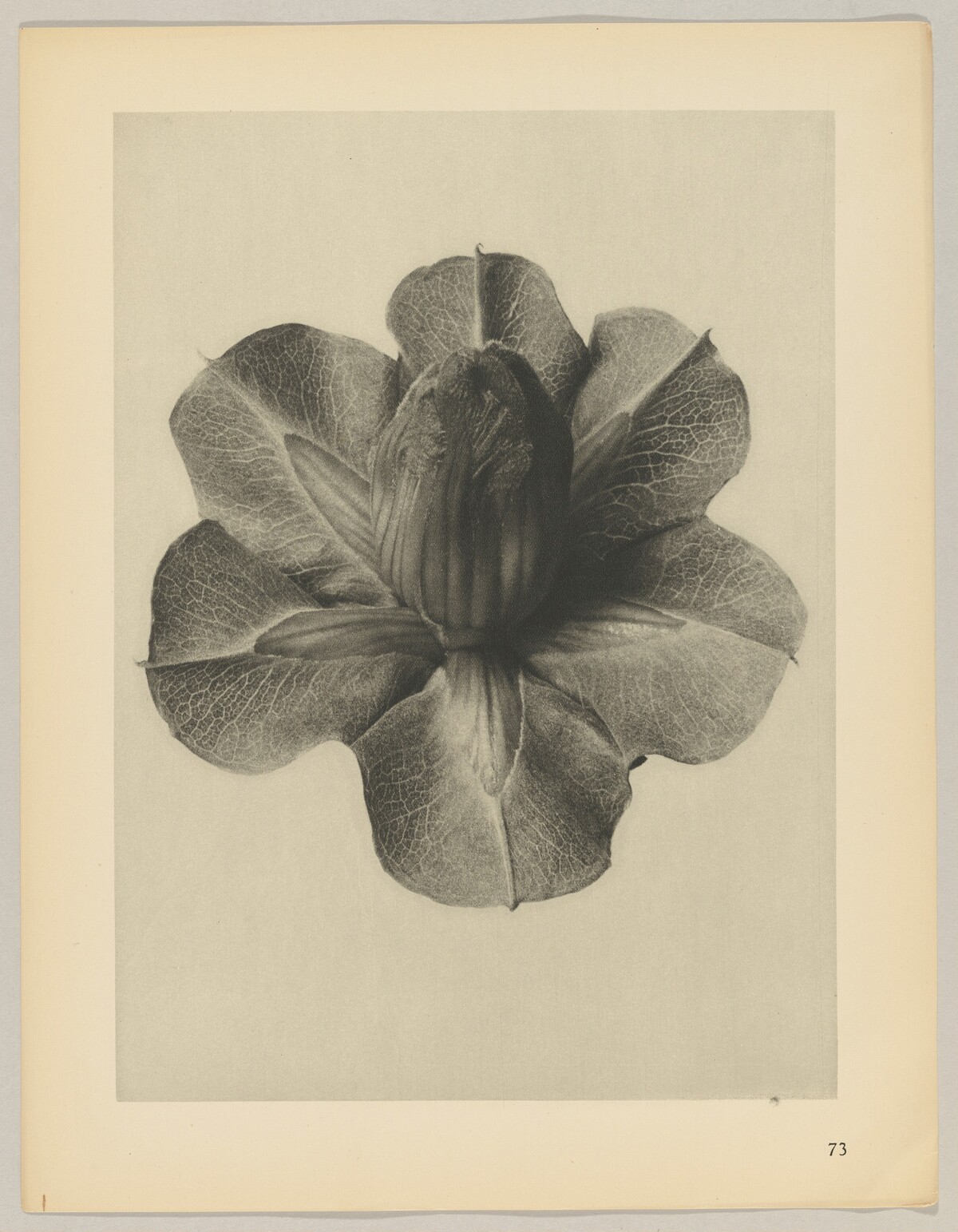 Cobaea scandens by Karl Blossfeldt