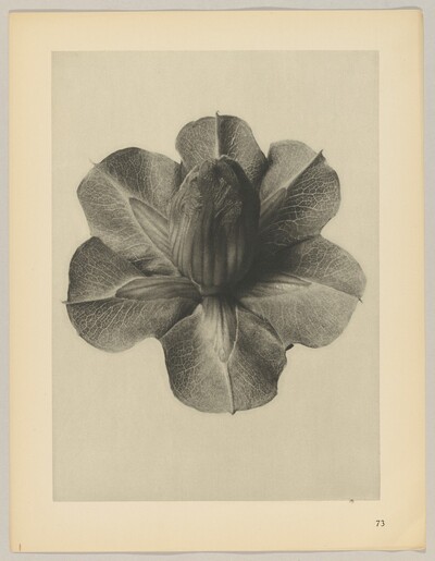 Cobaea scandens