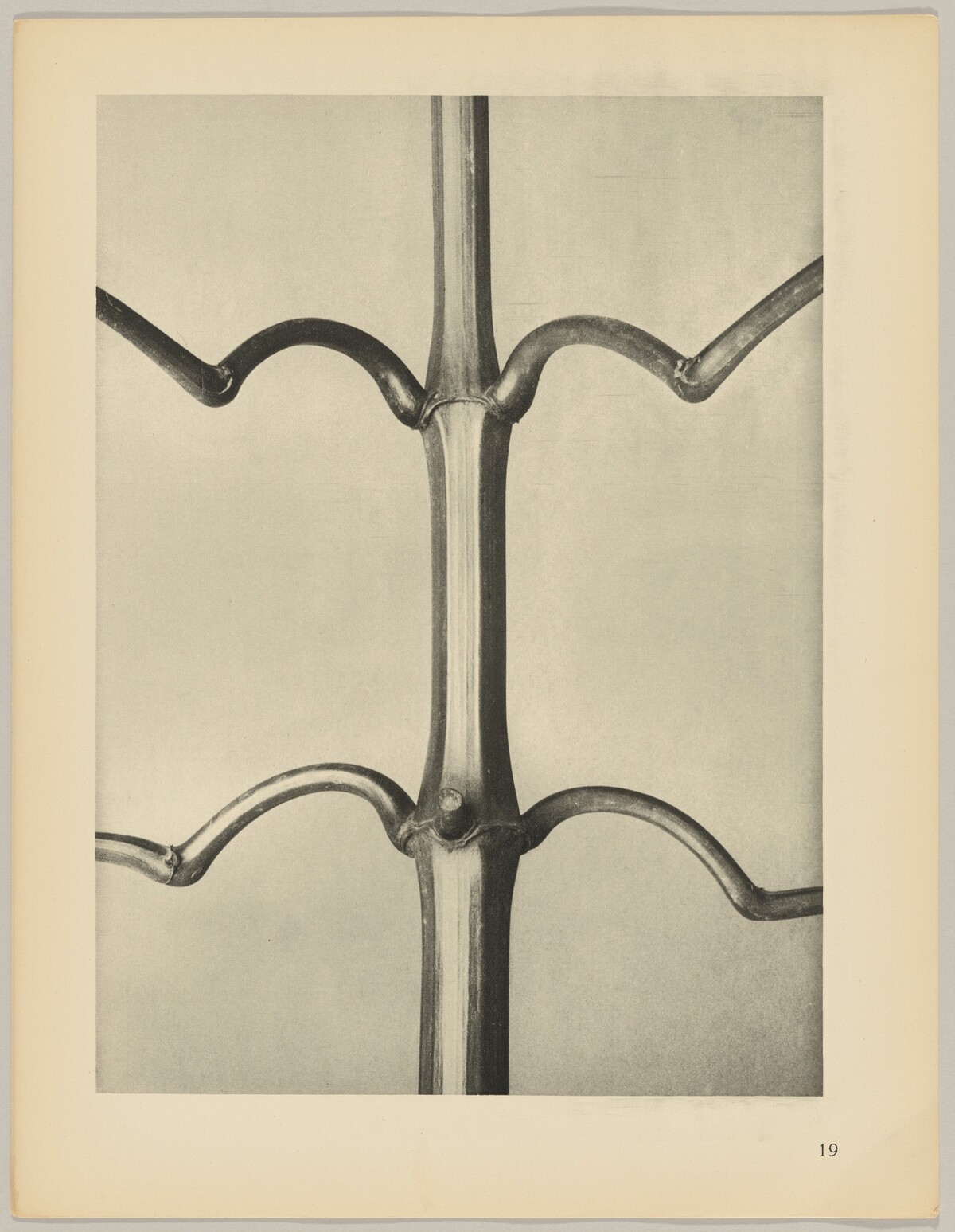 Imatiens glanduligera by Karl Blossfeldt