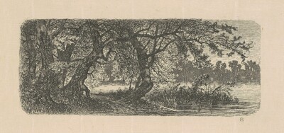 Water Elms