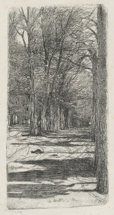 Path in Parco delle Cascine (Un viale interno delle Cascine)