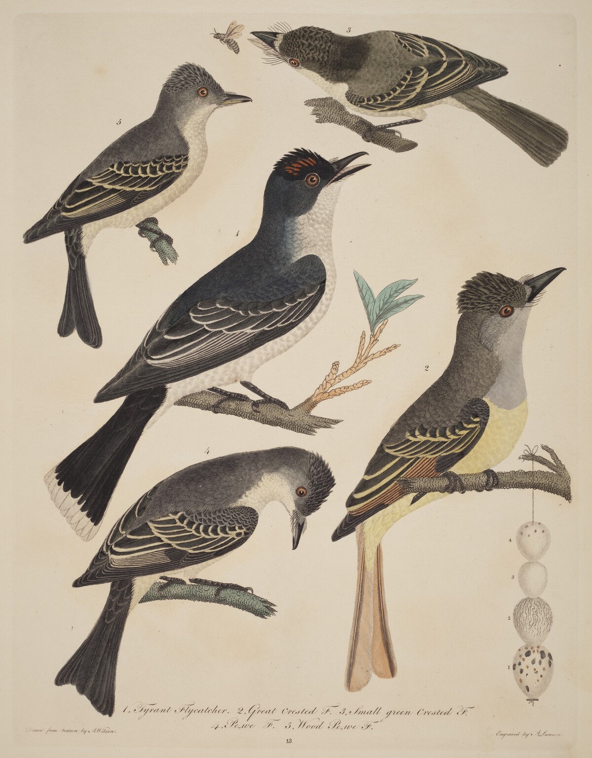 Five Birds with Their Eggs and an Insect by Alexander Lawson after Alexander Wilson