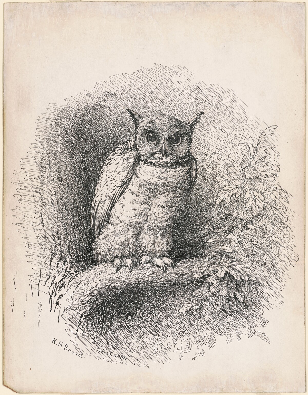 Owl by William Holbrook Beard
