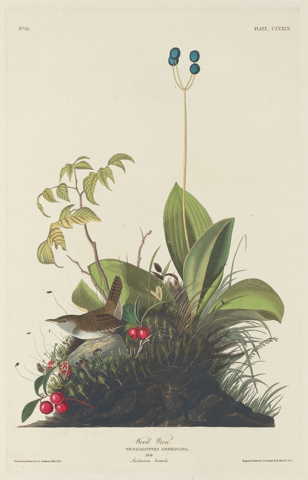Wood Wren by Robert Havell after John James Audubon