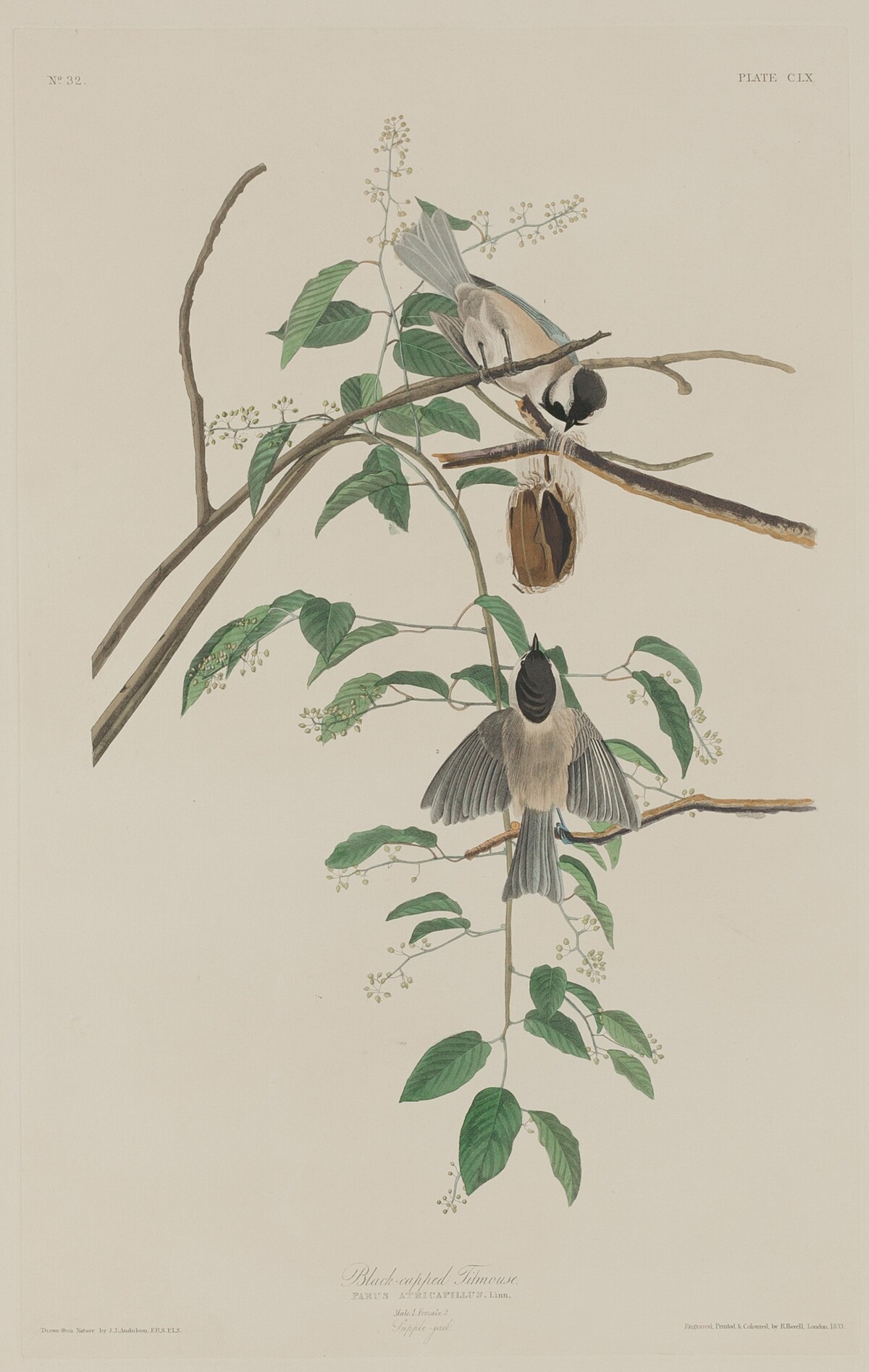Black-capped Titmouse by Robert Havell after John James Audubon