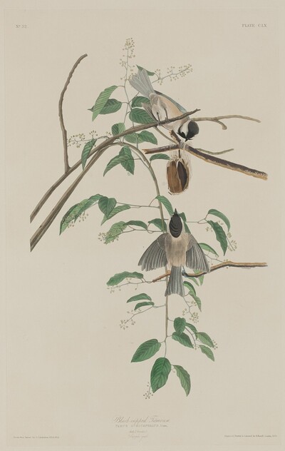Black-capped Titmouse