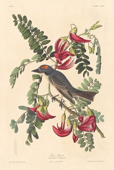 Gray Tyrant