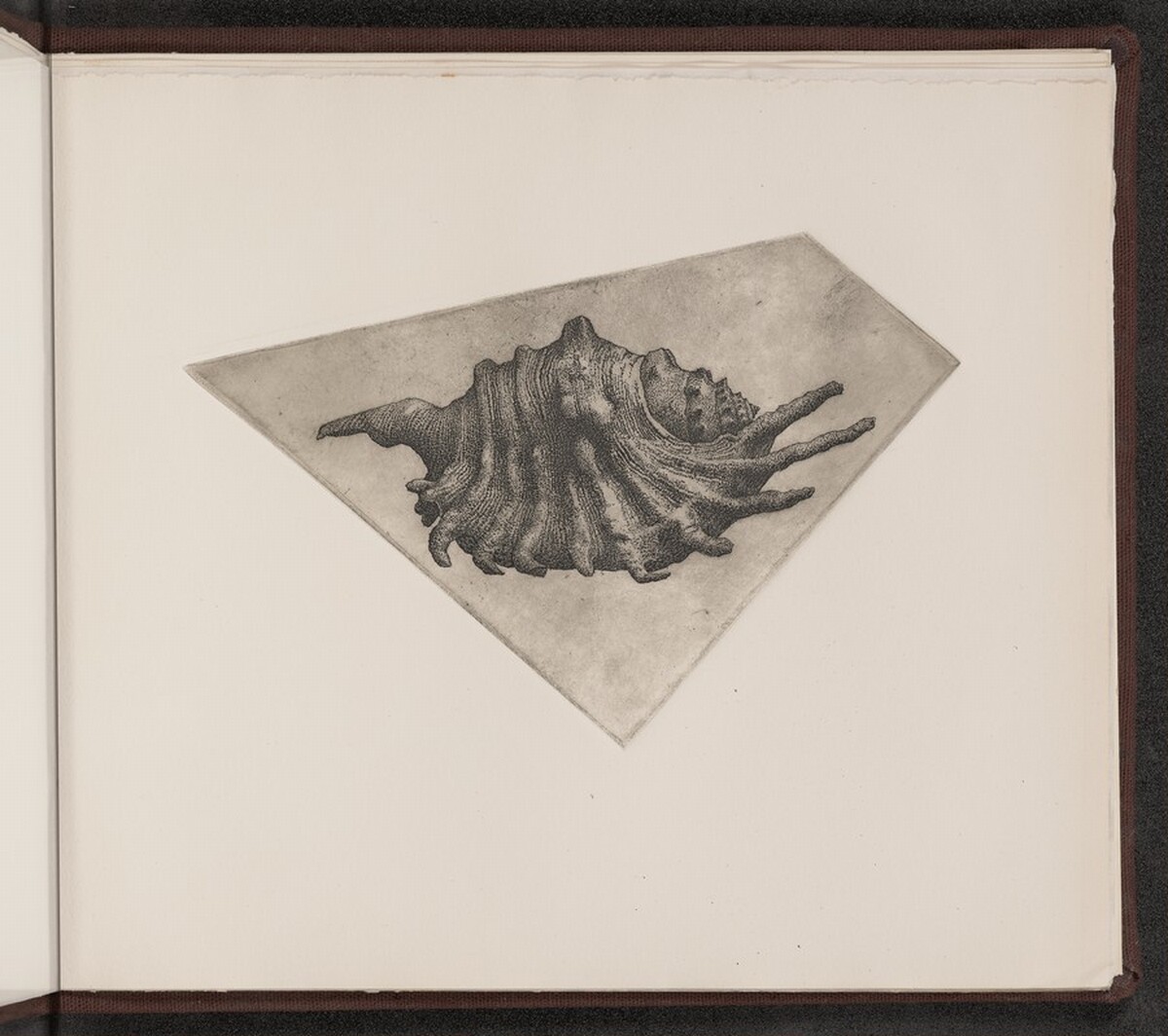 Lambis elongata by Charles Arthur Wells, Jr.