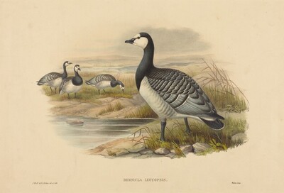 Barnacle Goose (Bernicla Leucopsis)