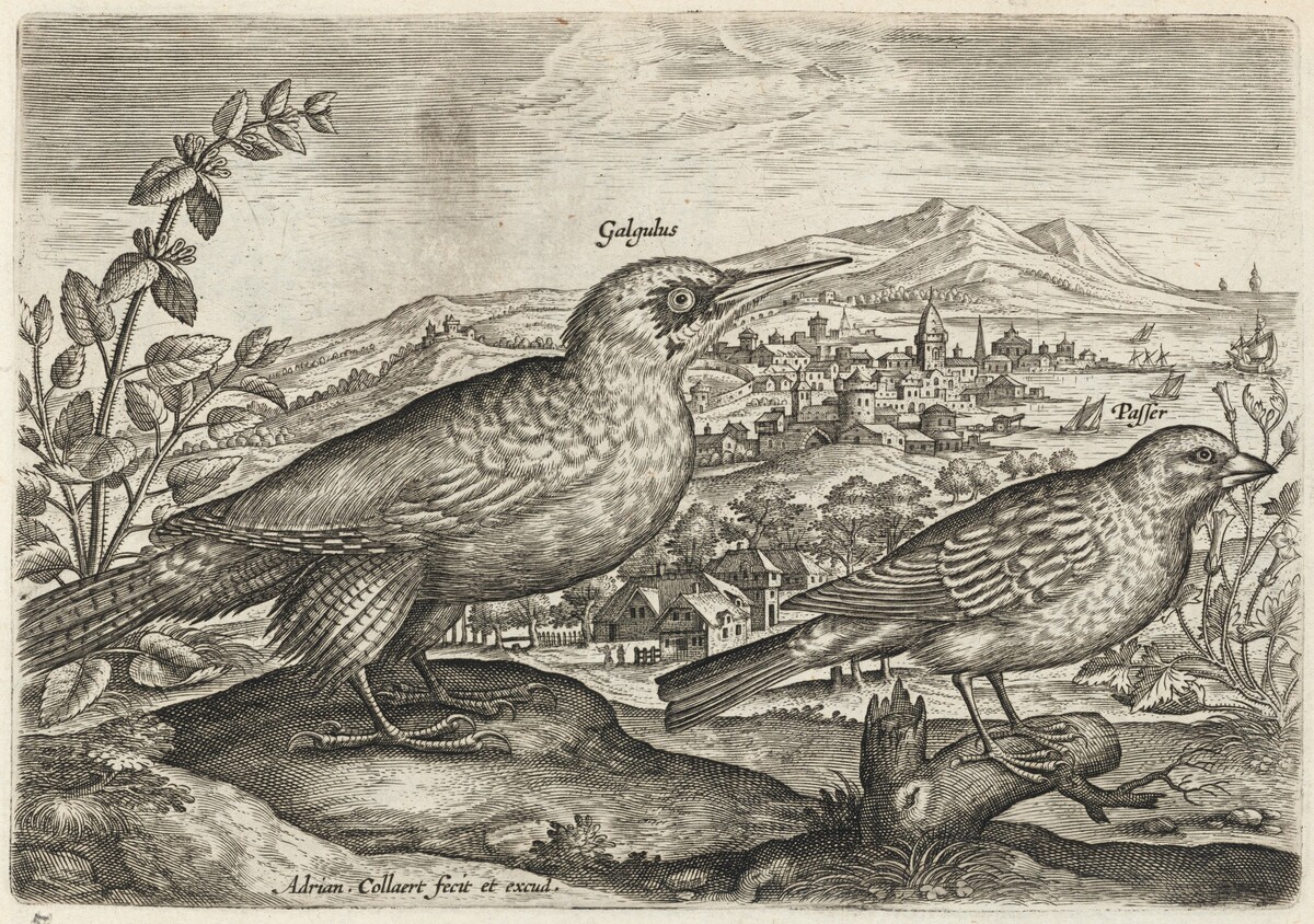 Woodpecker and Bunting by Adriaen Collaert